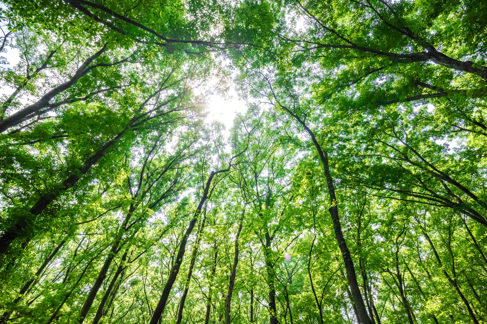 pixta_94701807_M (3)